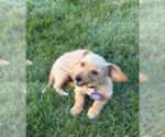 Small #2 Dachshund