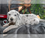 Small Photo #21 Great Dane Puppy For Sale in SHELBY, OH, USA