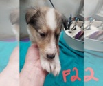 Small Photo #2 Scotch Collie Puppy For Sale in ALVARADO, TX, USA