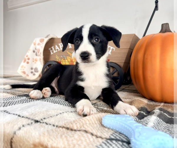 Medium Photo #2 Border Collie Puppy For Sale in GREENFIELD, IN, USA
