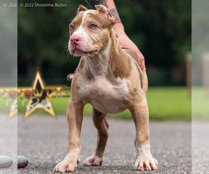 American Bully Puppy for Sale in CLEARWATER, Florida USA