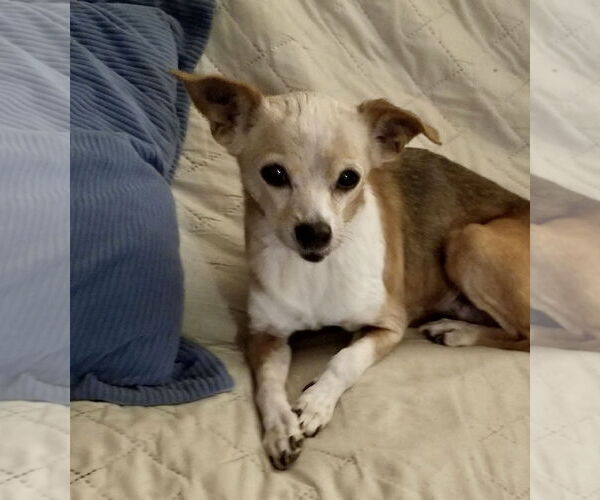 Medium Photo #2 Chihuahua Puppy For Sale in Mount Laurel, NJ, USA