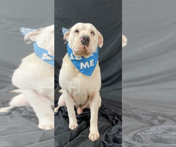 Medium Photo #2 American Bulldog-Chinese Shar-Pei Mix Puppy For Sale in Rockaway, NJ, USA