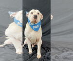 Small #1 American Bulldog-Chinese Shar-Pei Mix