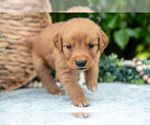 Small Photo #21 Golden Retriever Puppy For Sale in WOLCOTTVILLE, IN, USA