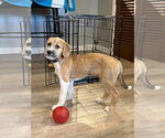 Small #1 Mutt