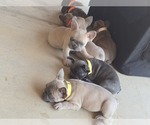 Small #2 French Bulldog