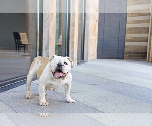 Swann - Female Bulldog-Unknown Mix Dog for Adoption - Photo #6