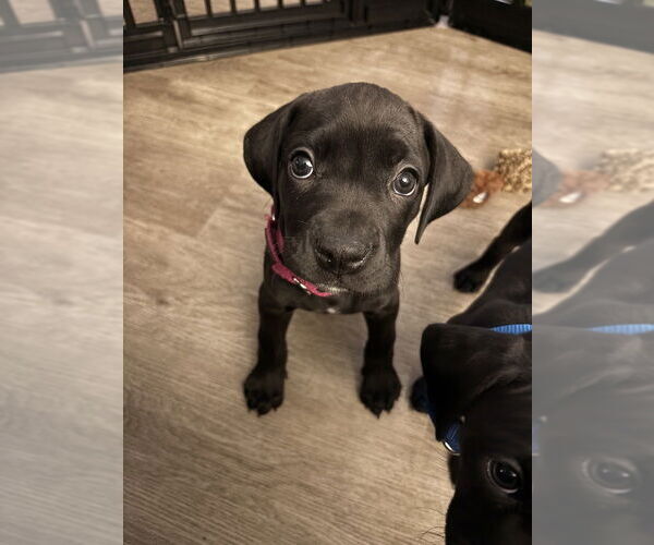 Medium Photo #2 Boweimar Puppy For Sale in Brewster, NY, USA