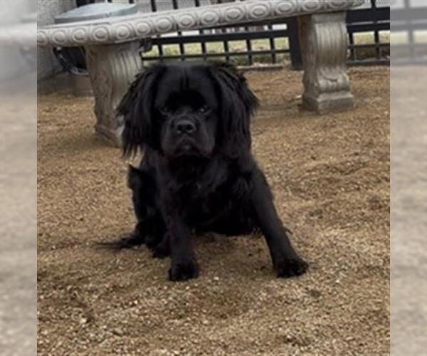 Medium Photo #2 Clumber Spaniel-Unknown Mix Puppy For Sale in Redlands, CA, USA