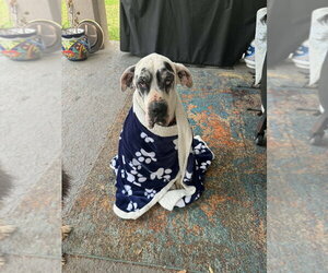 Great Dane Dogs for adoption in Bullard, TX, USA