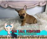 Small Photo #1 French Bulldog Puppy For Sale in HOUSTON, TX, USA