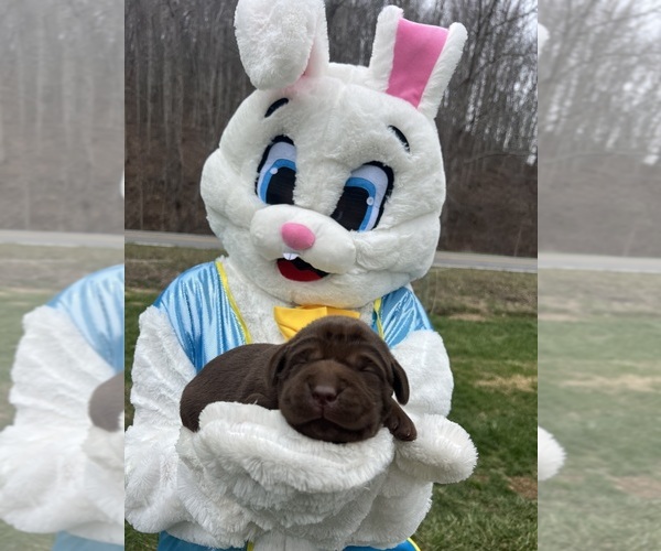 Medium Photo #6 Labrador Retriever Puppy For Sale in NEOLA, WV, USA