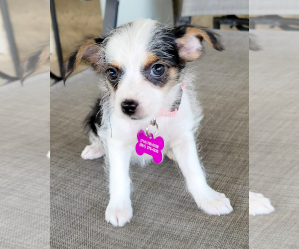 Medium Photo #3 Rat-Cha Puppy For Sale in Corona, CA, USA