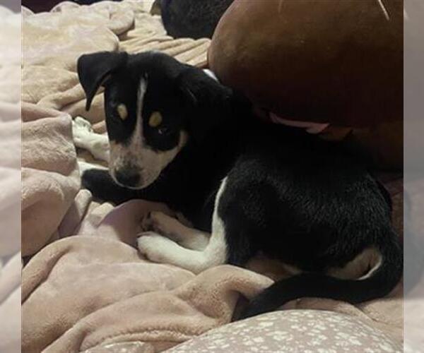 Medium Photo #1 Siberian Husky-Unknown Mix Puppy For Sale in San Antonio, TX, USA