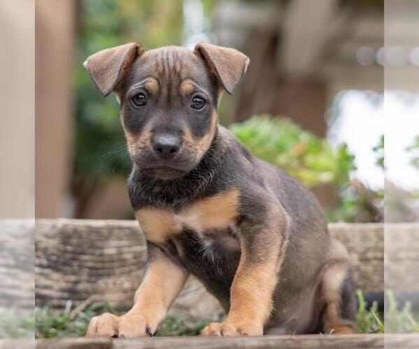 Medium Photo #2 Labrador Retriever-Unknown Mix Puppy For Sale in San Diego, CA, USA