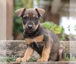 Small #1 Labrador Retriever Mix