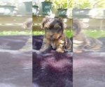 Small Photo #3 Yorkshire Terrier Puppy For Sale in MODESTO, CA, USA