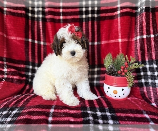 Medium Photo #8 YorkiePoo Puppy For Sale in LAKELAND, FL, USA