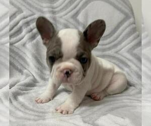 French Bulldog Puppy for sale in JOHNS ISLAND, SC, USA