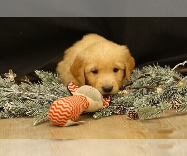 Medium Photo #5 Golden Retriever Puppy For Sale in CAMBRIDGE SPRINGS, PA, USA