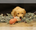 Small #4 Golden Retriever