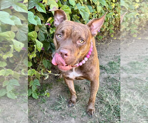 Medium Photo #4 American Pit Bull Terrier-Unknown Mix Puppy For Sale in Redlands, CA, USA