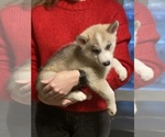 Small Photo #20 Siberian Husky Puppy For Sale in ROSEVILLE, CA, USA