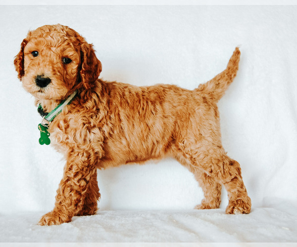 Medium Photo #1 Goldendoodle Puppy For Sale in LIVINGSTON, TX, USA