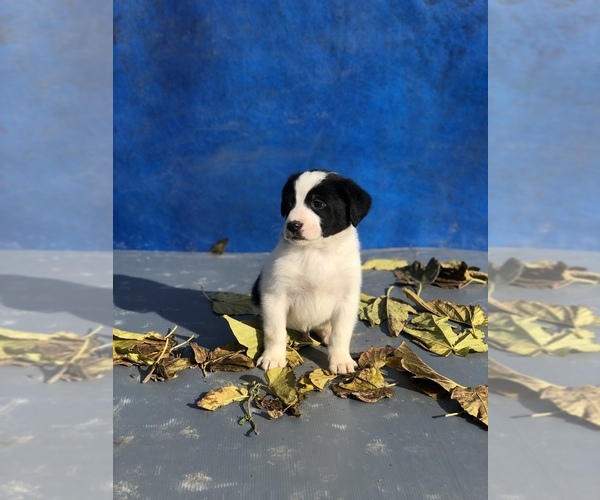 Medium Photo #13 Australian Shepherd-Saint Bernard Mix Puppy For Sale in BAKERSFIELD, CA, USA