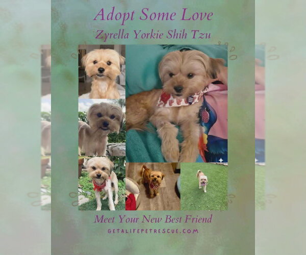 Medium Photo #4 Shih Tzu-Unknown Mix Puppy For Sale in Plantation, FL, USA