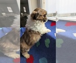 Puppy Otis Shih Tzu