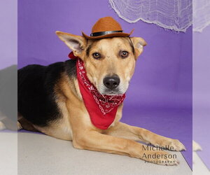 German Shepherd Dog Dogs for adoption in Corona, CA, USA