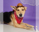 CHARLIE - Male German Shepherd Dog Dog for Adoption - Small photo