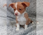 Puppy Paisley Chihuahua