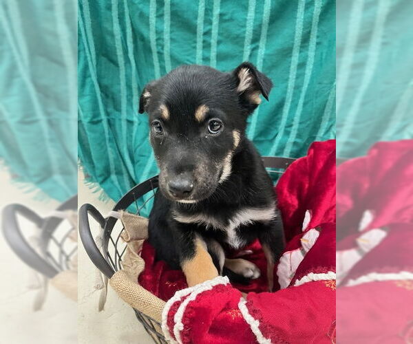 Medium Photo #2 Mutt Puppy For Sale in Webster, WI, USA