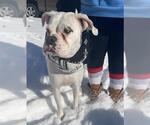 Small Boxer