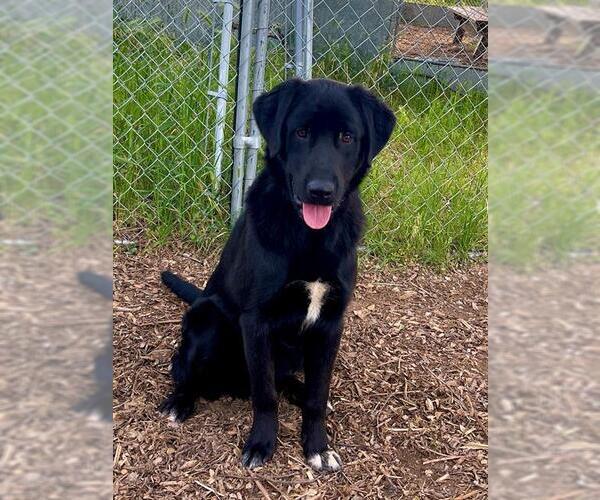 Medium Photo #2 Labrador Retriever-Unknown Mix Puppy For Sale in San Andreas, CA, USA