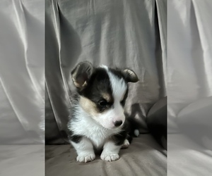 Pembroke Welsh Corgi Puppy for sale in CHRISTIANA, TN, USA