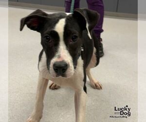 Lab-Pointer Dogs for adoption in Washington, DC, USA