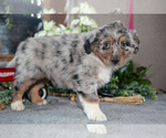Small #2 Miniature Australian Shepherd