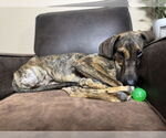 Small #18 Doberman Pinscher Mix