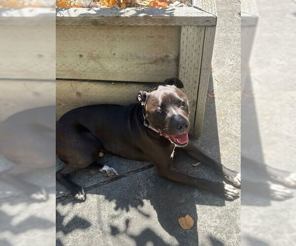 Medium Photo #5 American Pit Bull Terrier-Unknown Mix Puppy For Sale in Berkeley, CA, USA