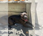 Small #4 American Pit Bull Terrier Mix
