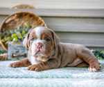 Image preview for Ad Listing. Nickname: Litter of 6