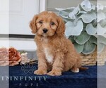 Small #3 Cavapoo