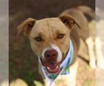 Small American Staffordshire Terrier Mix