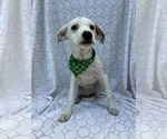 Small #2 Dachshund Mix