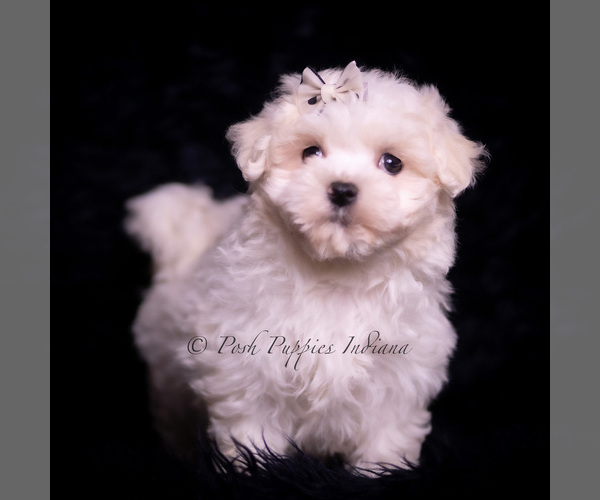 Medium Photo #22 Maltese Puppy For Sale in WARSAW, IN, USA