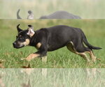 Small Photo #8 Australian Shepherd-Unknown Mix Puppy For Sale in Mechanicsburg, PA, USA